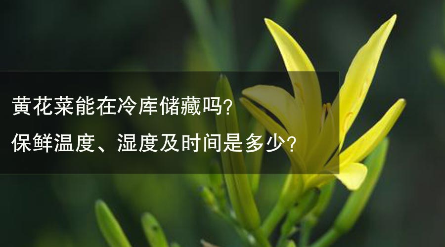 黃花菜能放在冷庫(kù)儲(chǔ)藏嗎？保鮮溫度、濕度及時(shí)間是多少？