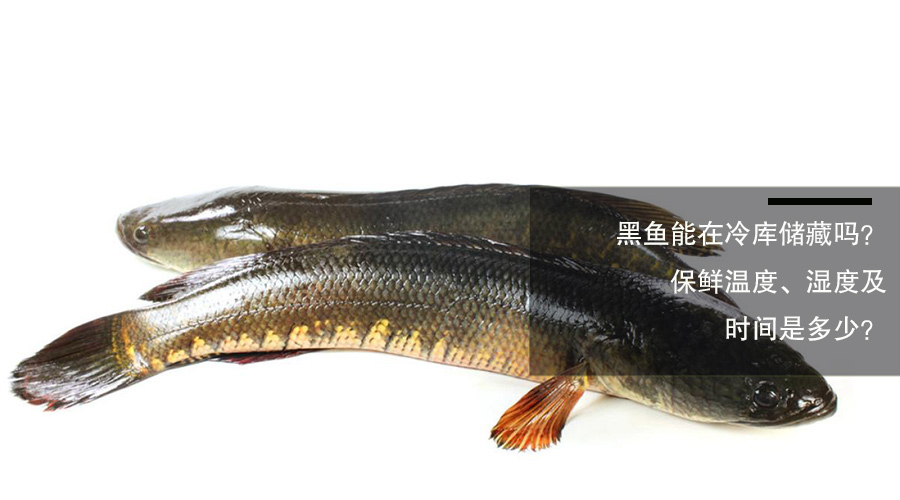 黑魚(yú)冷庫(kù)保鮮溫度、濕度及時(shí)間介紹