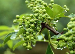 甘肅天水麥積鮮花椒2400平米冷庫(kù)設(shè)計(jì)安裝工程建造方案