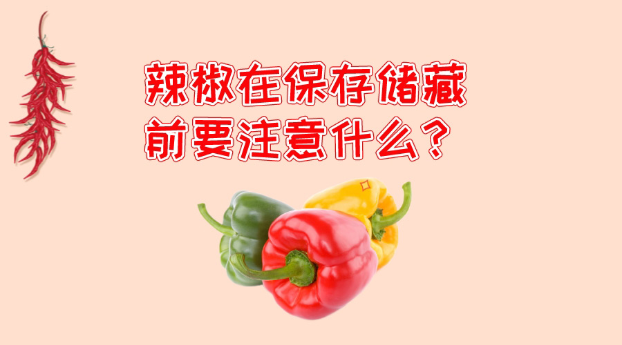 辣椒在保存儲藏前要注意什么？