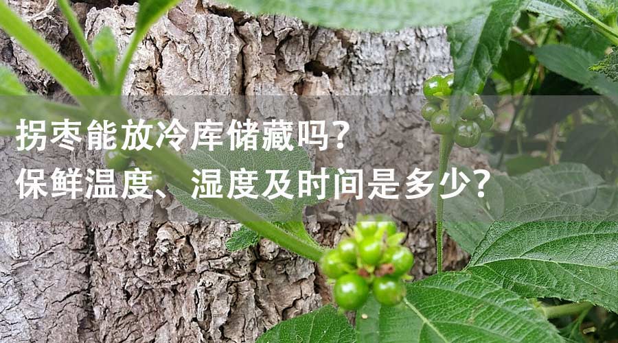 拐棗能放冷庫(kù)儲(chǔ)藏嗎？保鮮溫度、濕度及時(shí)間是多少？