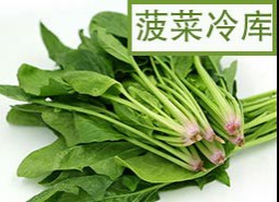 菠菜保鮮冷庫(kù)儲(chǔ)藏方法是什么？怎么保存新鮮不爛!