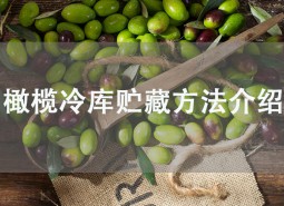 橄欖果在冷庫(kù)可以貯藏多久？這樣做保鮮2個(gè)月！