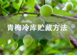 青梅怎么保存？氣調(diào)冷庫(kù)可以貯藏2個(gè)月！